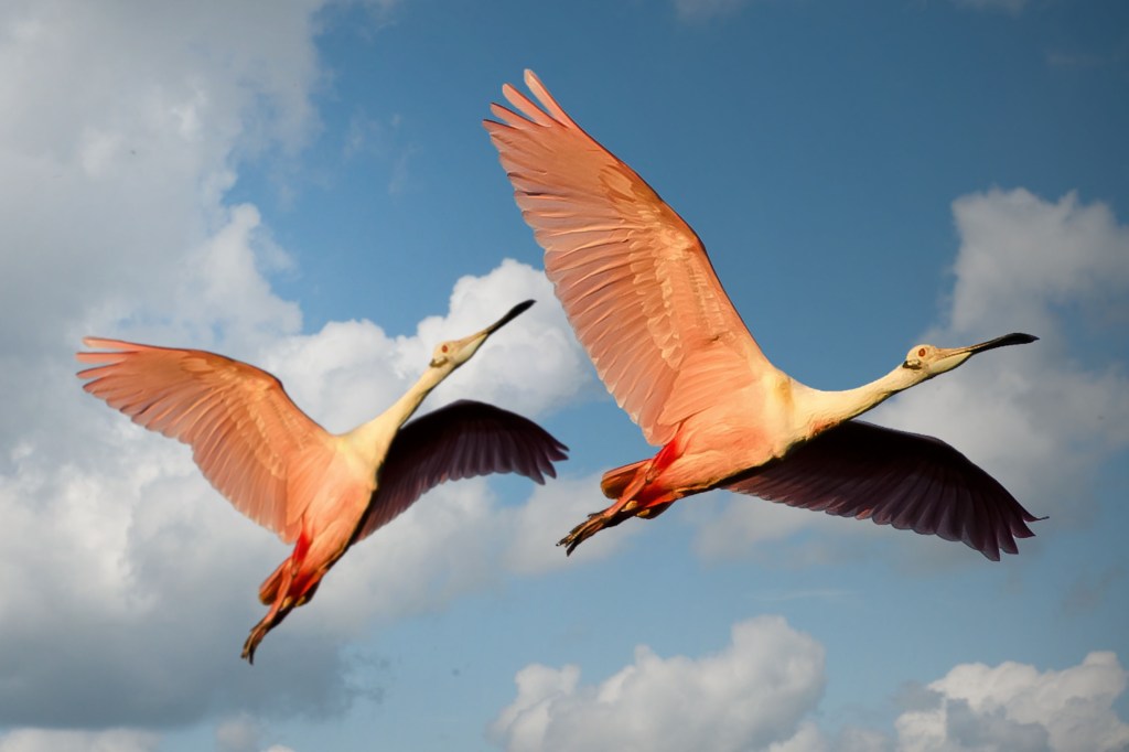 Exploring the Amazon Integration with&nbsp;Shopify