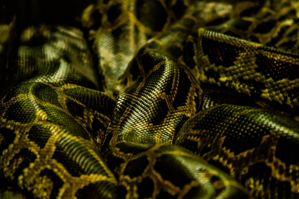 How to Use Python as a Powerful Workhorse for Data Processing and E-Commerce&nbsp;Production